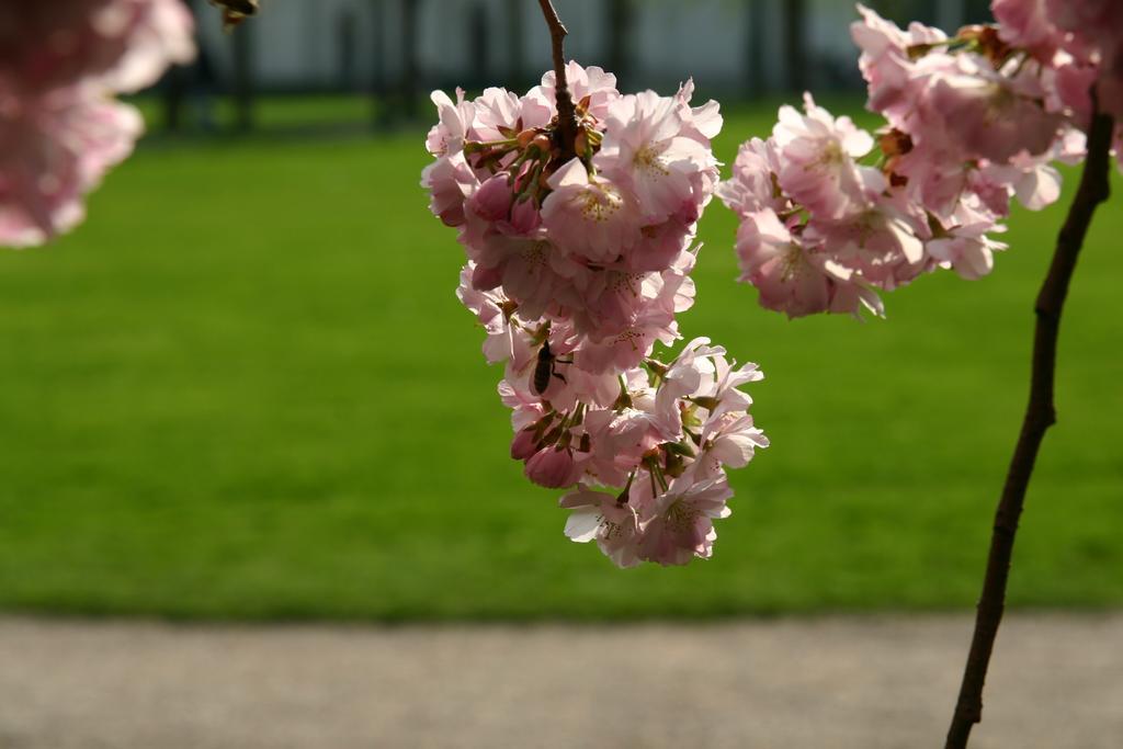 Apparthaus Pfeifer Baden-Baden Buitenkant foto